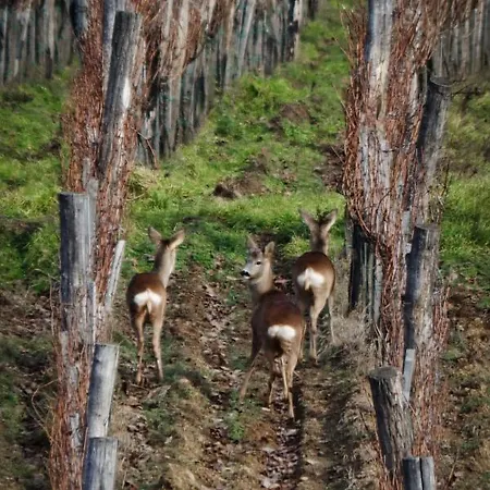 公寓 Juhfark Varsadi Wineyard Somlovasarhely